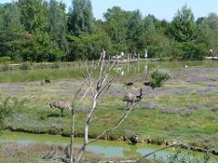 101PARC AUX OISEAUX DANS L AIN 2016 3_000008